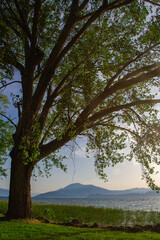 Obraz premium trees in the park Bled