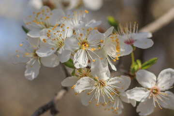 many blooming white flowers on a branch close-up