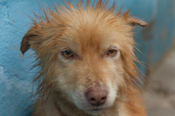 portrait of a dog with a wet head