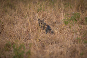 spotted hyena in savannah in Murchison National Park, Uganda, Africa