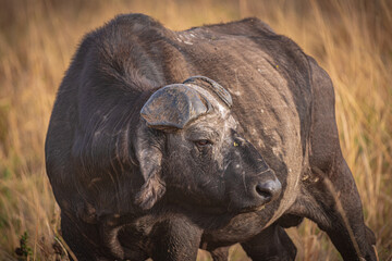 Buffalo in savannah in Murchison National Park, Uganda, Africa