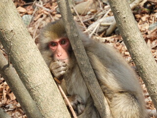 白神山地のニホンザル