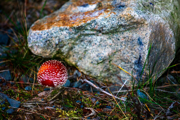 Muchomor pod kamieniem © Przemysław