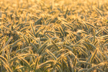 Getreidefeld mit Ähren im späten Abendlicht