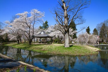 伊佐須美神社の桜（福島県・会津美里町）