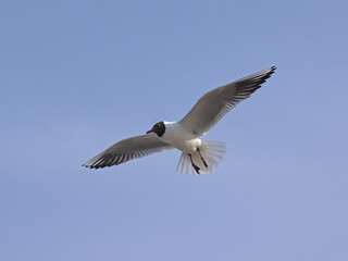 Fototapeta na wymiar close-up flying seagull in the sky on plain background