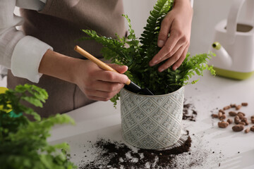 Woman planting fern at white table indoors, closeup