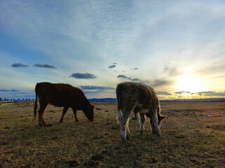 Herd of Cows Grazing on Spring Meadow against Sunset Dawn Sky