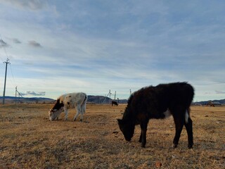 Herd of Cows Grazing on Spring Meadow against Sunset Dawn Sky