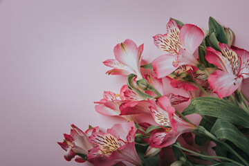 Pink alstroemeria flowers on a pink background.
