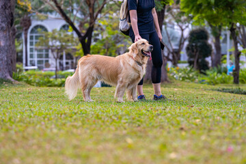 Golden retriever dog going to the park with his owner