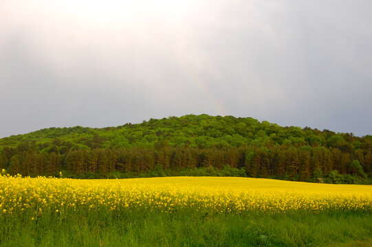 green and yelow field and blue sky © Любомир Сагаль