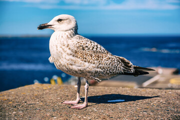 Sea gull at pier