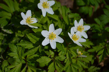 Closeup of wild wood anemones, springtime