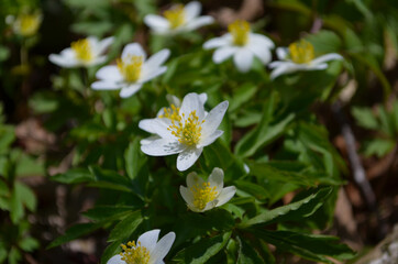 Closeup of wild wood anemones, springtime