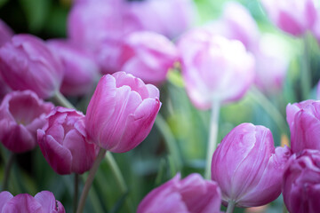 Beautiful bouquet of tulips. colorful tulips. nature background