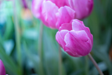 Beautiful bouquet of tulips. colorful tulips. nature background