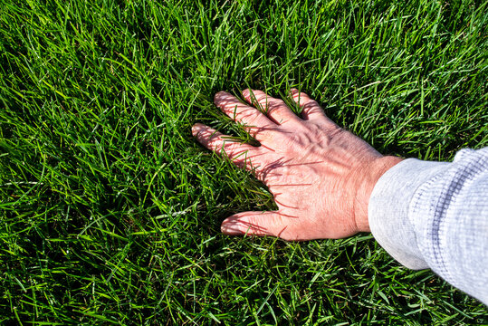 Man's hand examining healthy green lawn grass, summertime with sunshine.