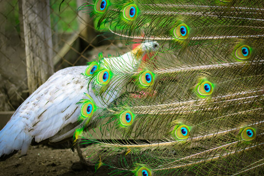 A male peacock walks with outstretched tail around the white peahen. The blue-green bright plumage of the peacock's tail. A female peacock. Warm cinematic filter. Indian birds pheasant family in zoo.