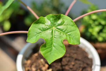 Green leaf of Jatropha podagrica Hook.