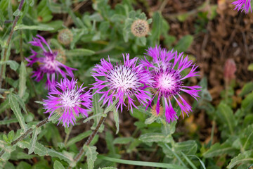 Centaurea sphaerocephala is a species of Centaurea found in the Iberian Peninsula. Only the central flower is in focus with shallow deep of field