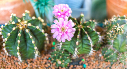 Cactus is blooming a pink flower. It is ornamental and full of python, can grows in sand.
