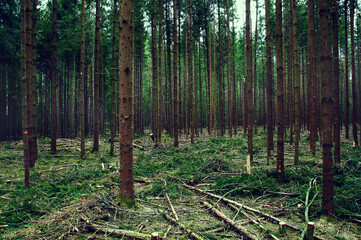 The forest, after the invasion of loggers. illegal logging for the purpose of enrichment. an...