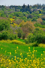 Colourful spring landscape of Cyprus
