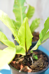 green leaf of Bird's nest fern.