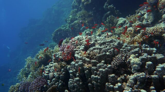 Scalefin Anthias school among hard corals.