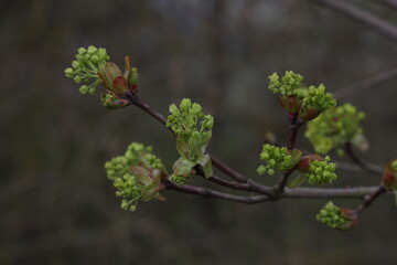 Green buds on tree branches in spring