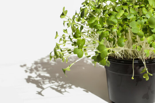 Bok choy microgreens in black pot. Micro greens arugula sprouts with trendy shadow on white background. Young plants, seedlings and sprouts. Mockup, Macro, close up.