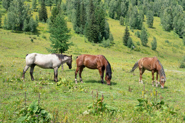 Group of Horses in mountains.