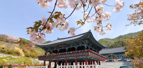 Fototapeta premium Cherry Blossom