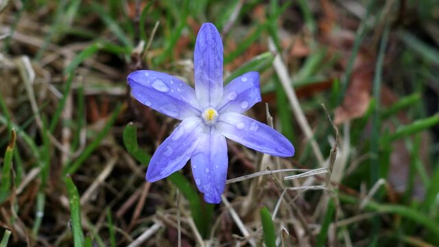 A small blue flower is covered with raindrops and sways in the wind.