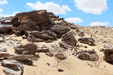 Fototapeta na wymiar Ancient petrified wood fossil pieces in Fayoum desert in Egypt