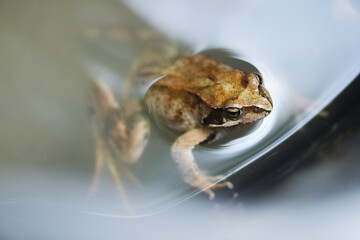 Portrait of a large spotted frog in water