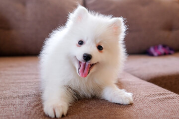 A satisfied puppy with an open mouth lies on the couch. Japanese spitz