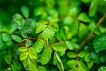 봄비에 젖은 풀잎과 빗방울 클로즈업