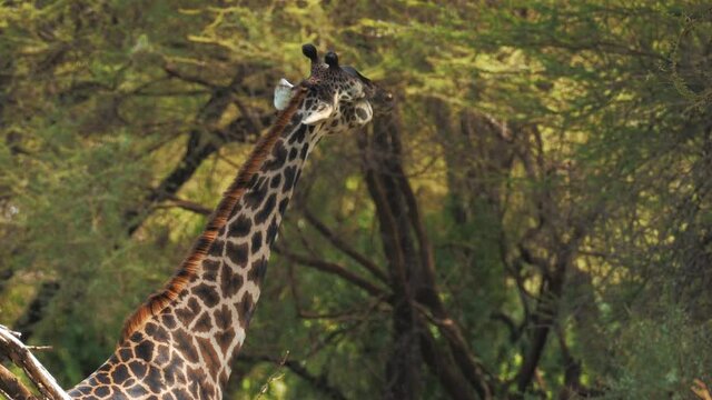 Portrait of unusual dark spotted giraffe. Magnifficent mammal chewing green in natural habitat of african savanna. Exotic wildlife of africa seen by tourists. Concept of travel, nature.