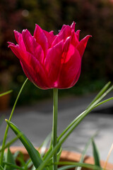 Beautiful Red Tulips in a flowerbed. Macro close up