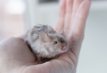 mouse little