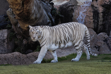 Captive White Tiger (Panthera tigris tigris), Loro Park, Puerto de la Cruz, Tenerife, Spain