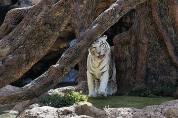 Captive White Tiger (Panthera tigris tigris), Loro Park, Puerto de la Cruz, Tenerife, Spain