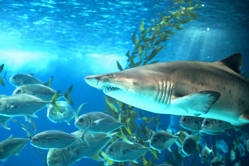 Obraz premium Sandbar shark (Carcharinus plumbeous).