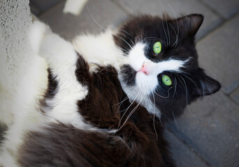 Domestic cat with green eyes on a gray background. The cat is on the street.