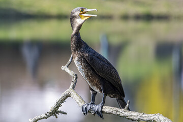 kormoran