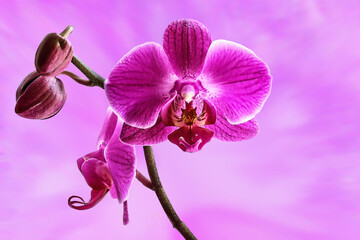 Orchideen - Blühwunder unserer Pflanzenwelt - stehen für die Seelenverwandtschaft und Zusammengehörigkeit zweier Menschen.