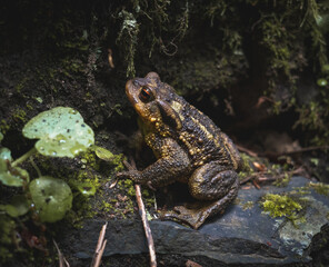 Toad on the stone.