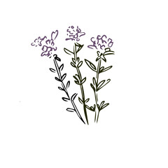 Thyme hand drawn illustration isolated on white background